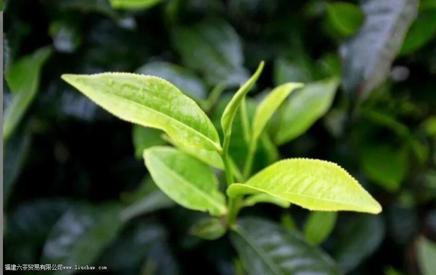 雨水喝什么茶 雨水喝什么茶