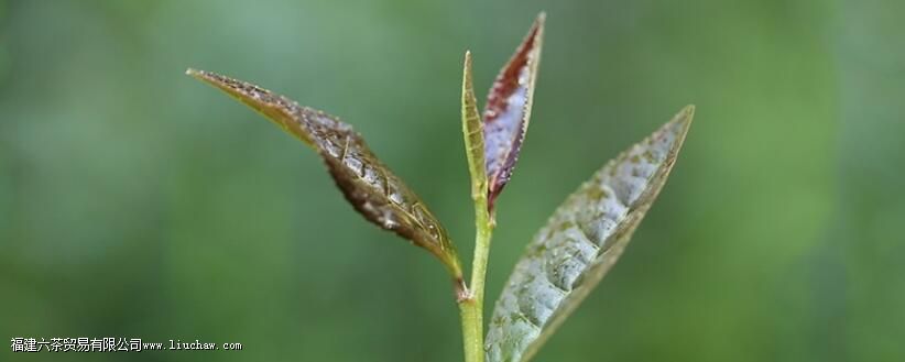 �ϲ�Ĺ�Ч������