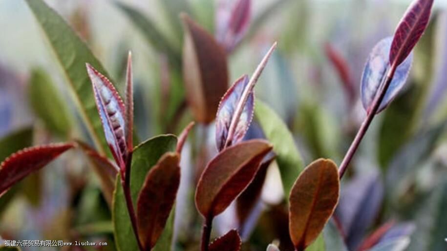 �ϲ�Ĺ�Ч������