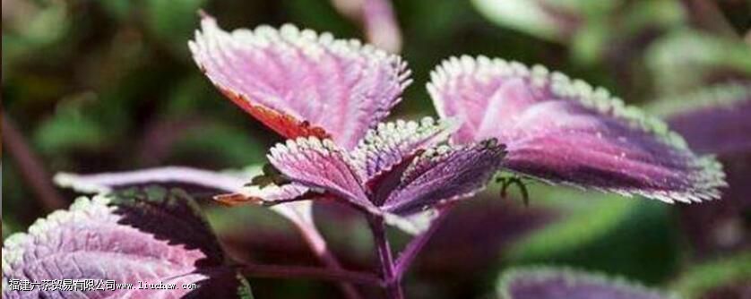 ����Ҷ�Ĺ�Ч���÷�