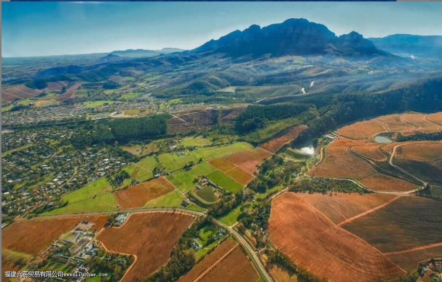 rooibos��ʲô��