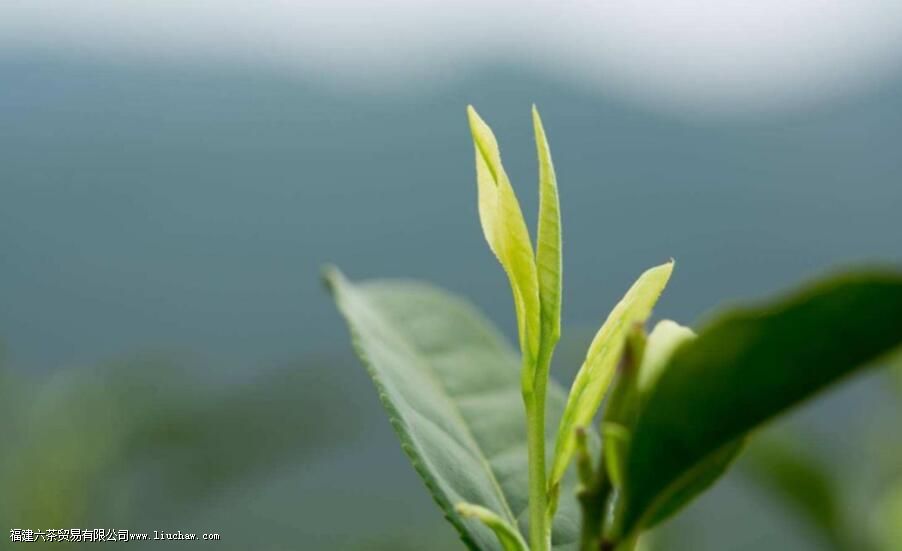 安吉白茶凤形特征 安吉白茶凤形特征