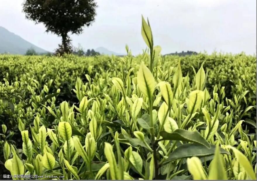 安吉白茶是哪里产的 安吉白茶是哪里产的