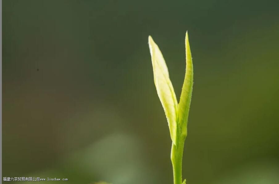 安吉白茶是哪里产的 安吉白茶是哪里产的