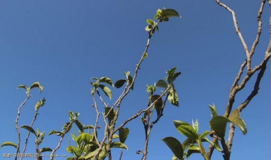 坝糯藤条茶介绍 坝糯藤条茶介绍