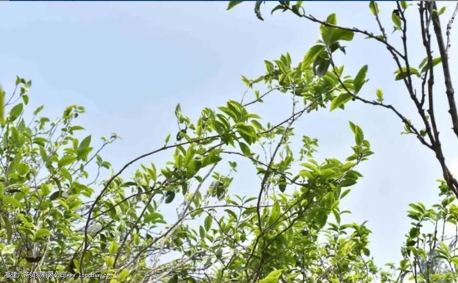 坝糯藤条茶介绍 坝糯藤条茶介绍