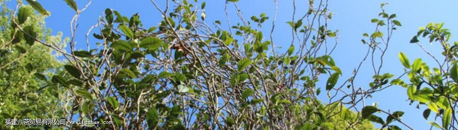 坝糯藤条茶是什么茶,有什么特点 坝糯藤条茶是什么茶,有什么特点