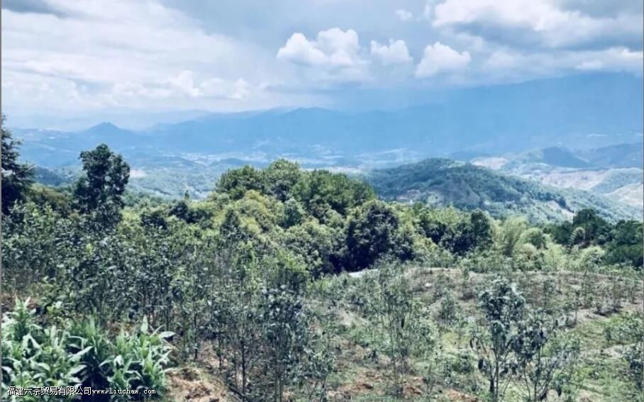 坝糯藤条茶是什么茶,有什么特点 坝糯藤条茶是什么茶,有什么特点