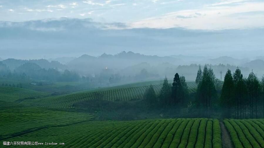 白茶产量 白茶产量