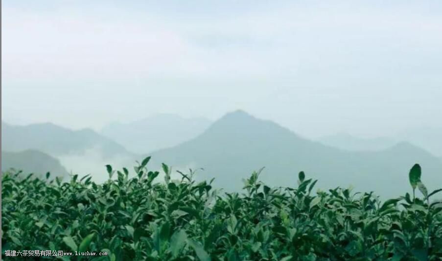 白茶产量 白茶产量