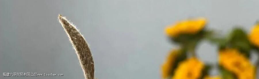 白茶和老白茶有什么区别 白茶和老白茶有什么区别