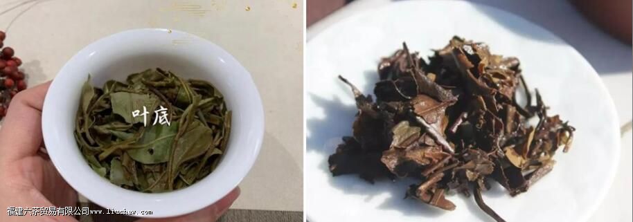 白茶和老白茶有什么区别 白茶和老白茶有什么区别