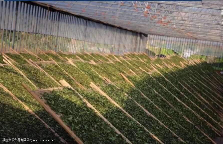 白茶适合女人喝吗 白茶适合女人喝吗