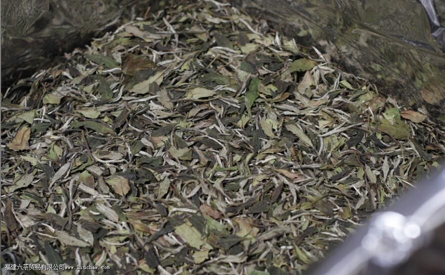 白牡丹属于什么茶 白牡丹属于什么茶