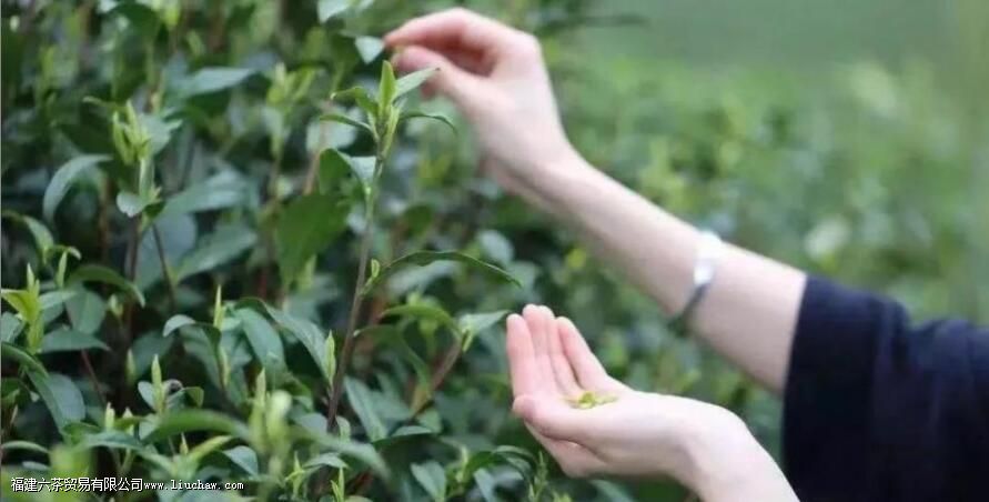 白牡丹属于什么茶 白牡丹属于什么茶