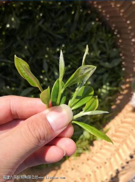 白牡丹属于什么茶 白牡丹属于什么茶