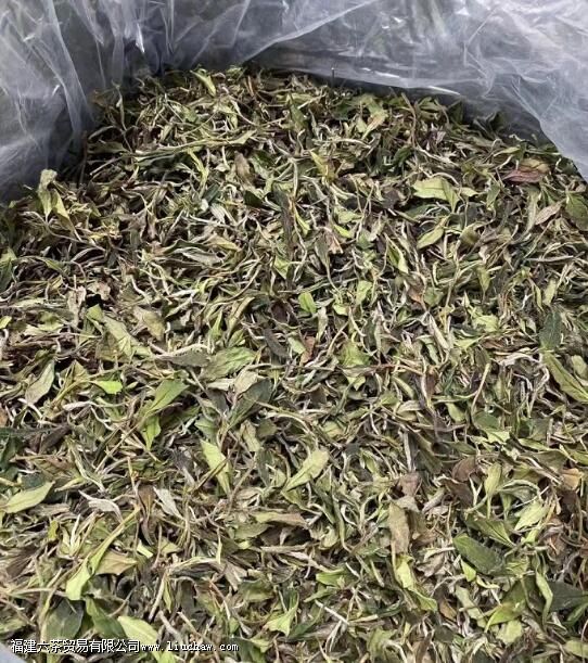 白牡丹属于什么茶 白牡丹属于什么茶