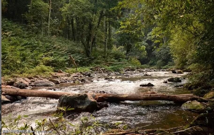 百花潭普洱茶的特点 百花潭普洱茶的特点