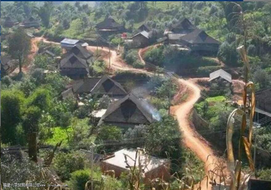 保塘老寨普洱茶的特征 保塘老寨普洱茶的特征