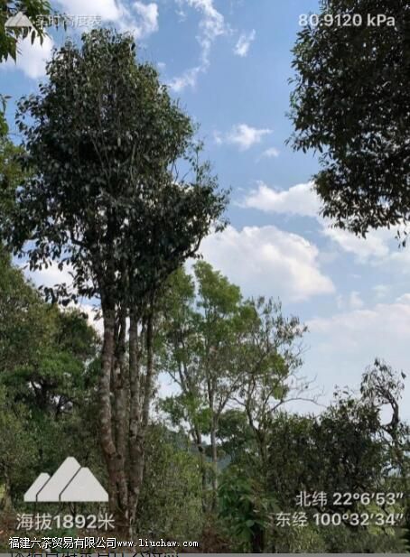 保塘老寨普洱茶的特征 保塘老寨普洱茶的特征