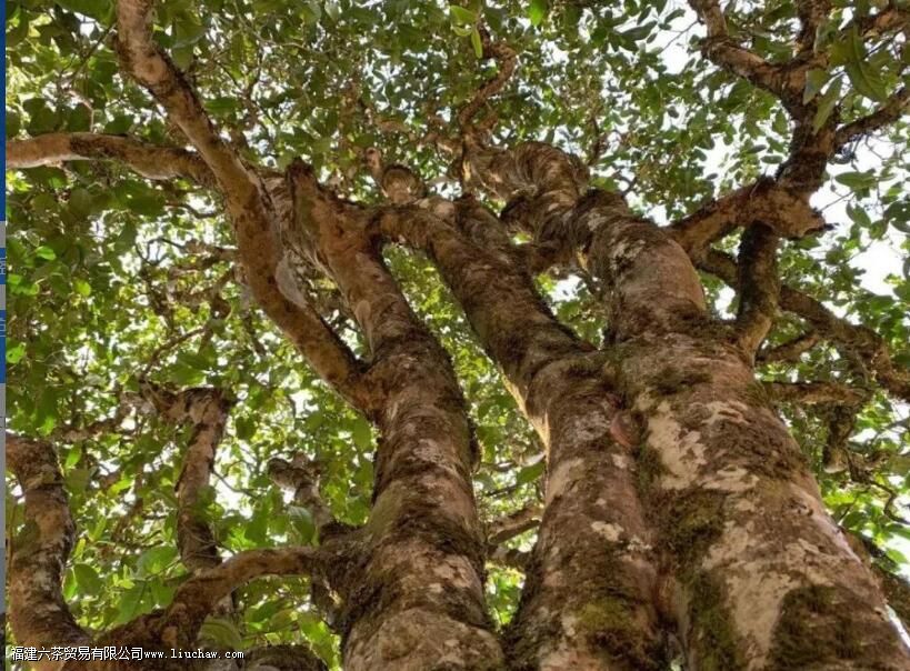 保塘普洱茶有什么特点 保塘普洱茶有什么特点