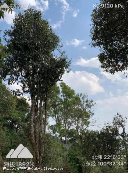 保塘普洱茶有什么特点 保塘普洱茶有什么特点