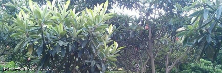 ���ݴ���ʲô����