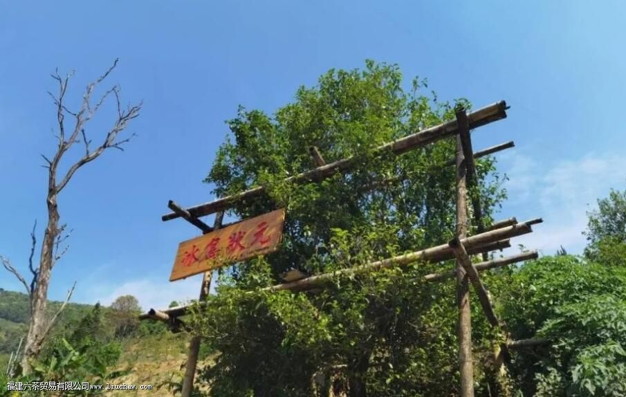 冰岛单株是什么意思有哪些优点 冰岛单株是什么意思有哪些优点