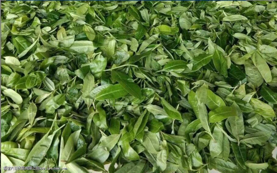 冰岛单株是什么意思有哪些优点 冰岛单株是什么意思有哪些优点