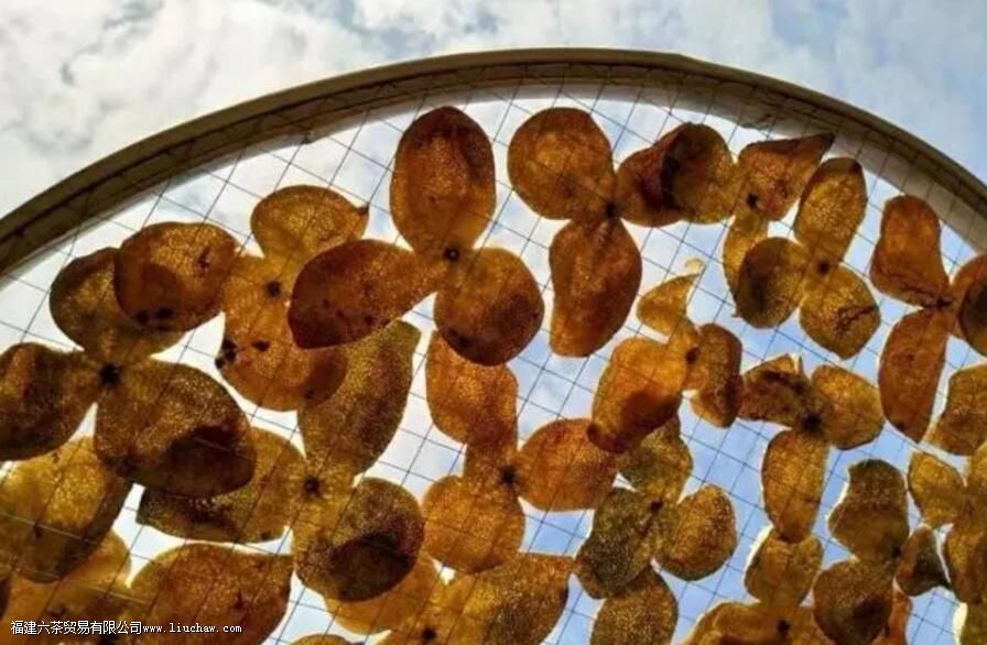 ��ͬ��ݳ�Ƥ������