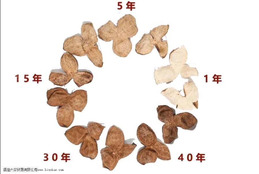 ��ͬ��ݳ�Ƥ������