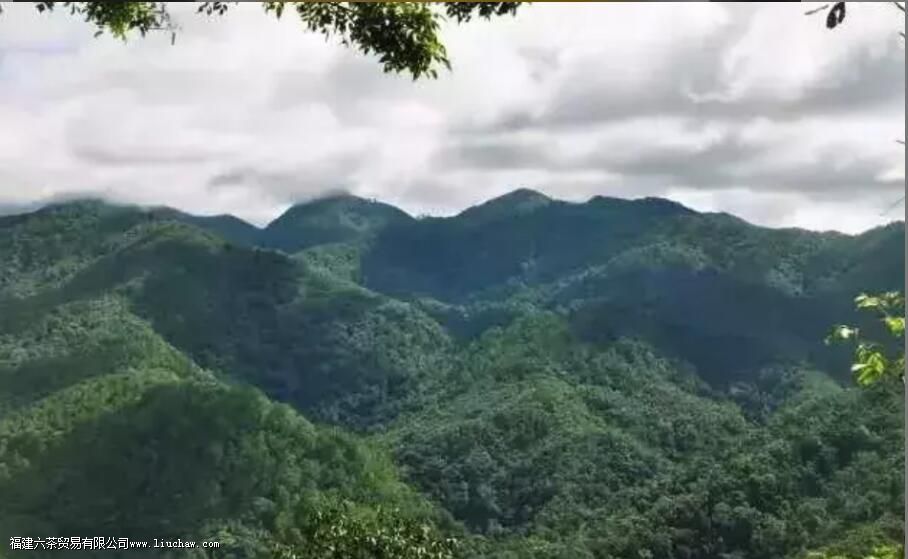 布朗山大叶种特征 布朗山大叶种特征