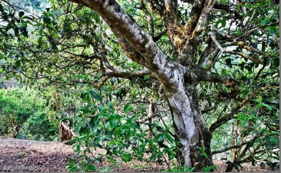 布朗山大叶种特征 布朗山大叶种特征