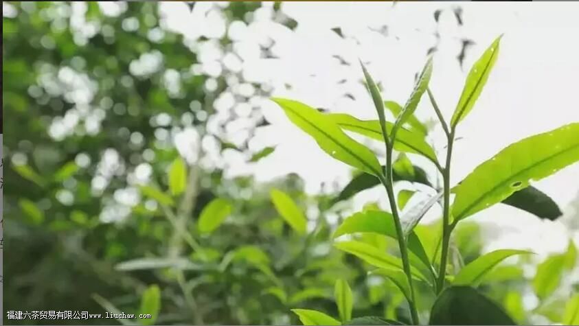 布朗山大叶种特征 布朗山大叶种特征