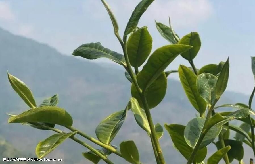 茶多酚是什么 茶多酚都有哪些作用 茶多酚是什么 茶多酚都有哪些作用