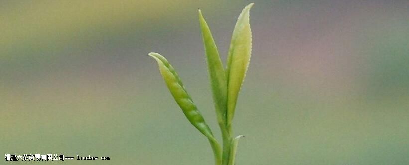 �����涼����ʲô�ɷ�