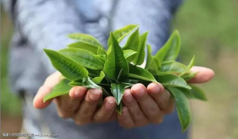 ��Ҷ������ֱ���ݲ���