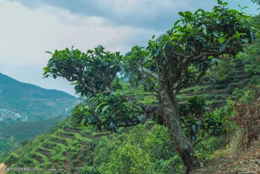 ��Ҷ�����ݶ���ʲô�й�