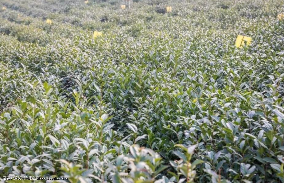 ��Ҷ������������������