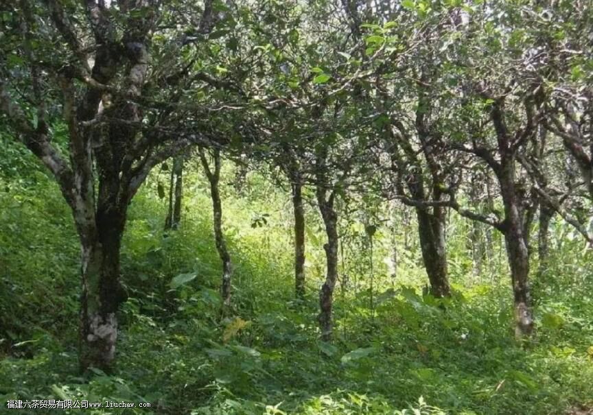 ��Ҷ������������������