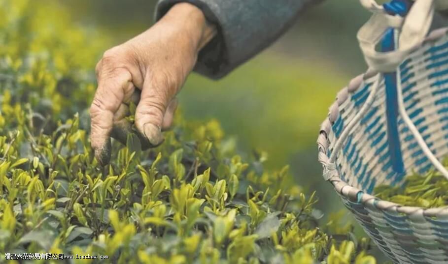 ��Ҷ�������Լ���������Щ