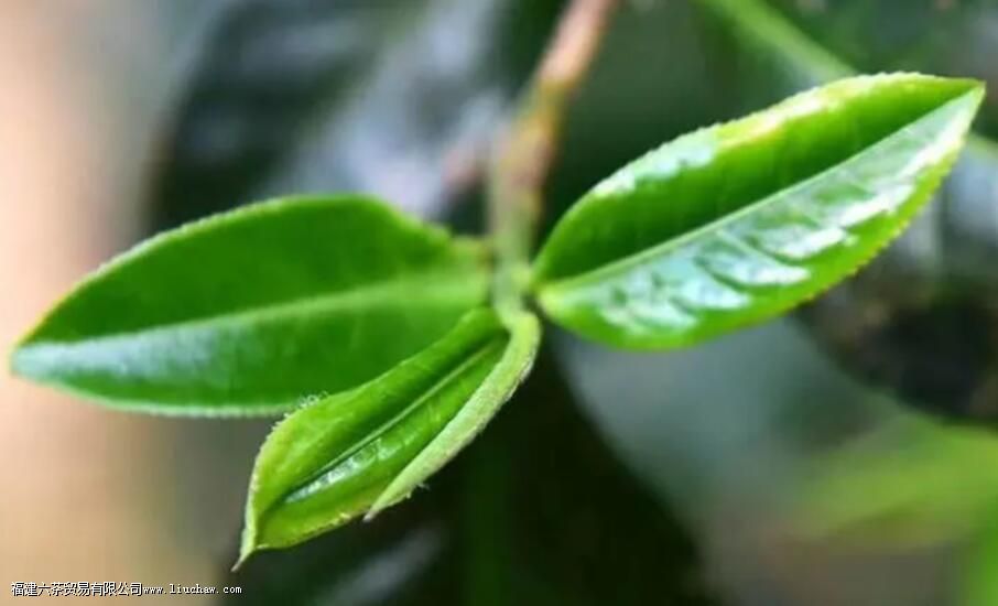 茶叶都富含什么成分 茶叶都富含什么成分