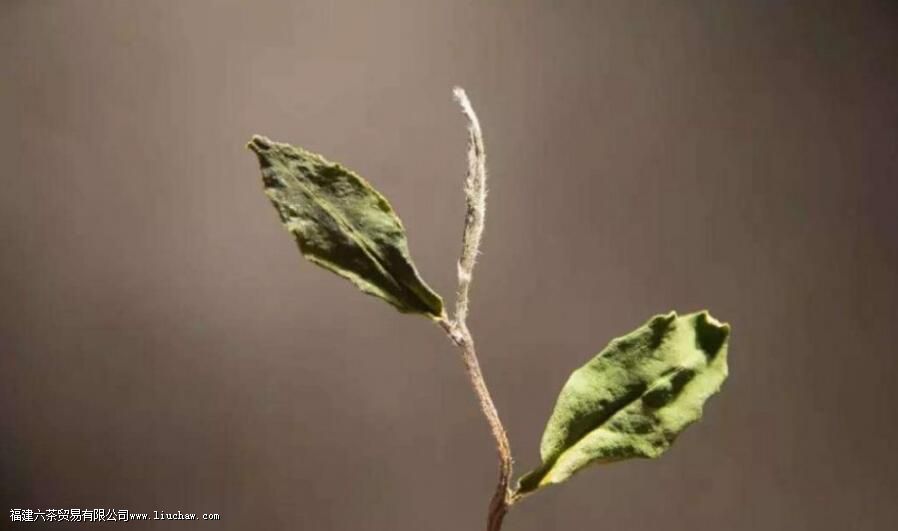 ��Ҷ������񣬺���Щ�����й�