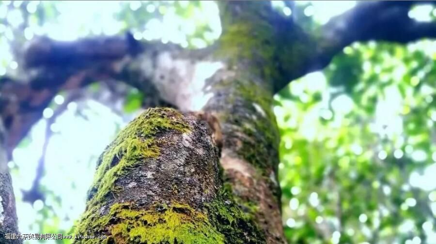 ��Ҷ������񣬺���Щ�����й�