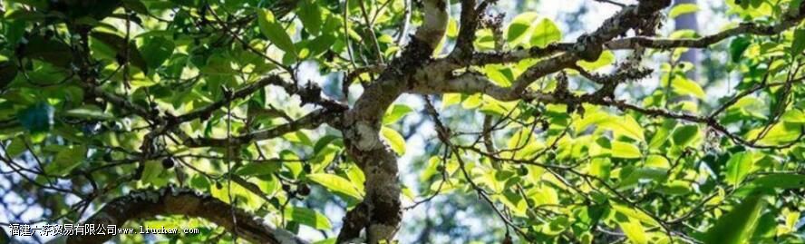 ��Ҷ������񣬺���Щ�����й�