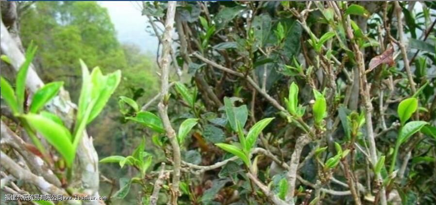 ��Ҷ������񣬺���Щ�����й�