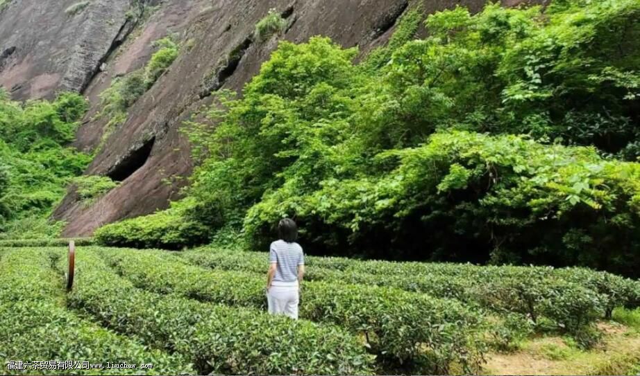 ��ҶƷ���γɵ���Ҫ��������Щ