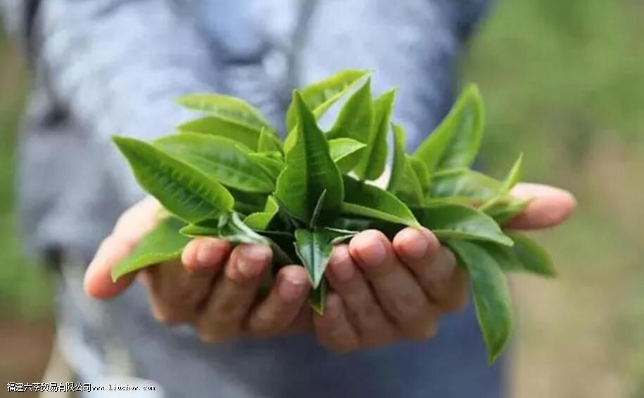 ��ҶƷ���γɵ���Ҫ��������Щ