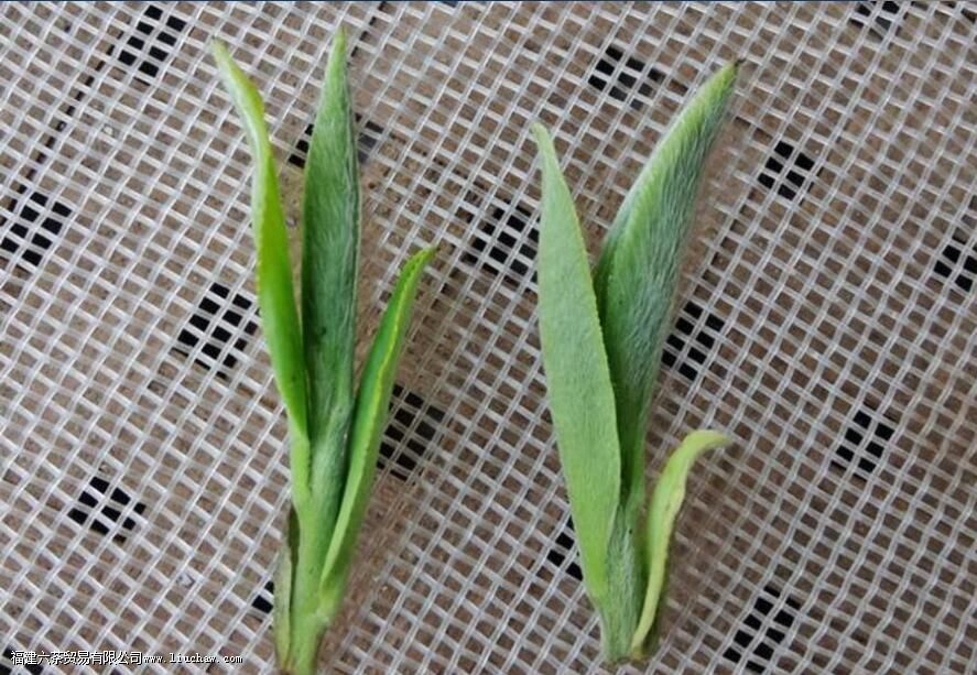 ��ҶƷ���γɵ���Ҫ��������Щ