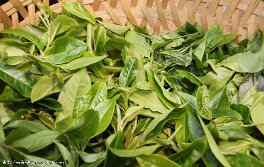 ��Ҷ������ʲô��˼